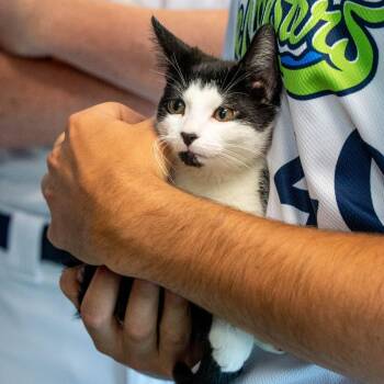 Mollusk - Adoption Pending -  Domestic Short Hair Cat for Adoption in South Burlington, Vermont - Mollusk - Adoption Pending | PetCurious