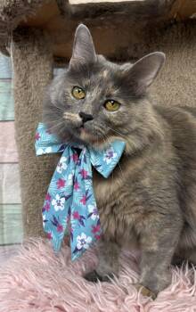 Rescue Domestic Medium Hair and Dilute Tortoiseshell Cats for Adoption in Houston, Texas - Lavender | PetCurious