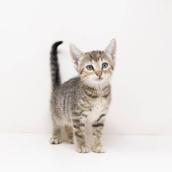 Francesca -  Tabby Cat for Adoption in Trophy Club, Texas - Francesca | PetCurious