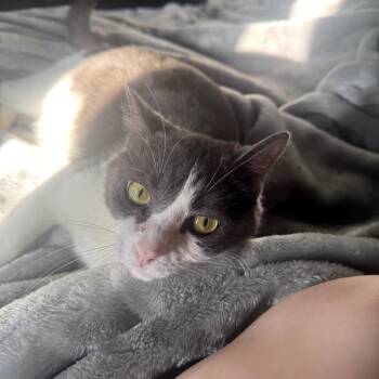 Marie -  Domestic Short Hair Cat for Adoption in Bedford, New Hampshire - Marie | PetCurious