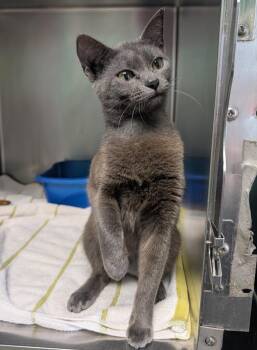 Zendaya -  Domestic Short Hair Cat for Adoption in Ellijay, Georgia - Zendaya | PetCurious