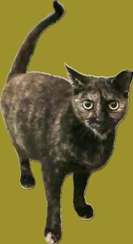 Rescue Domestic Short Hair Cats for Adoption in Ridgeside, Tennessee - Rosita | PetCurious