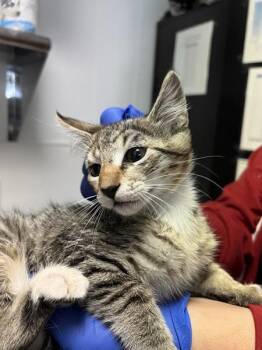 Reese -  Domestic Short Hair Cat for Adoption in Vallejo, California - Reese | PetCurious