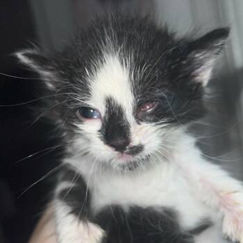 Danny Dorito -  Domestic Short Hair Cat for Adoption in Fredericksburg, Virginia - Danny Dorito | PetCurious