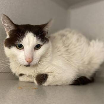RICHARD -  Domestic Short Hair Cat for Adoption in Aurora, Colorado - RICHARD | PetCurious