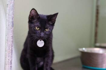 Domestic Short Hair Cats Available for Adoption in Hot Springs, Arkansas - Boogerdoo | PetCurious