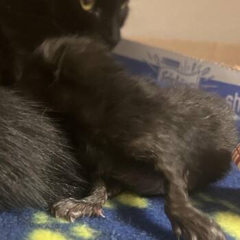 Splash -  Domestic Short Hair Cat for Adoption in Yuma, Arizona - Splash | PetCurious