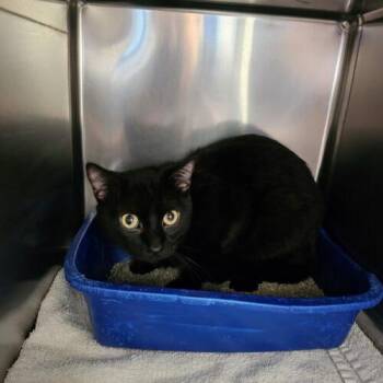 Crip -  Domestic Short Hair Cat for Adoption in Burlington, Iowa - Crip | PetCurious