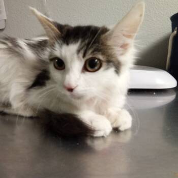 Rescue Domestic Short Hair Cats for Adoption in San Jacinto, California - Friday | PetCurious