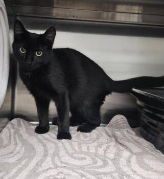 Pebbles -  Domestic Short Hair Cat for Adoption in Webster, Massachusetts - Pebbles | PetCurious