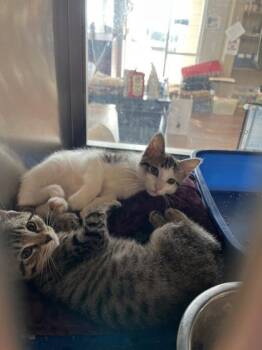 Doodle -  Domestic Short Hair Cat for Adoption in North Richland Hills, Texas - Doodle | PetCurious