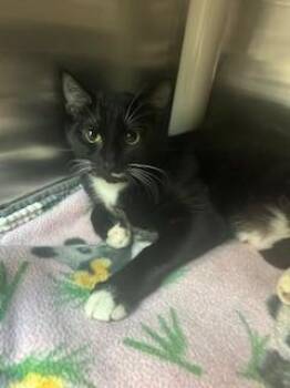 Domestic Short Hair Cats Available for Adoption - WHISKERS | PetCurious