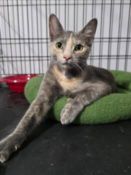 Arriety -  Dilute Tortoiseshell Cat for Adoption in Wilmington, North Carolina - Arriety | PetCurious