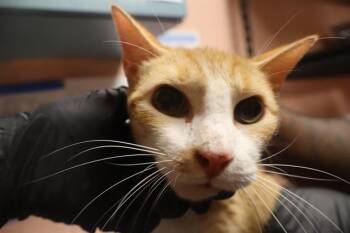OLIVE -  Domestic Short Hair Cat for Adoption in Columbia, South Carolina - OLIVE | PetCurious