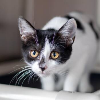 Oreo -  Domestic Short Hair Cat for Adoption - Oreo | PetCurious