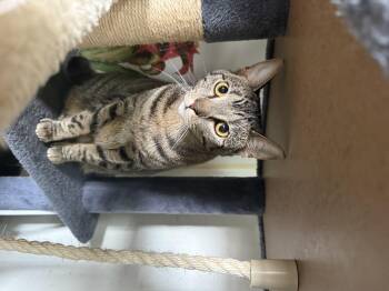 Rescue Domestic Short Hair Cats for Adoption in Hendersonville, Tennessee - Stevie | PetCurious