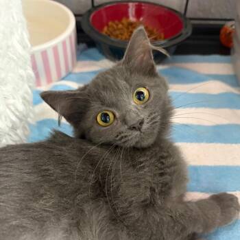 Chanel -  Domestic Long Hair Cat for Adoption in Fort Lauderdale, Florida - Chanel | PetCurious