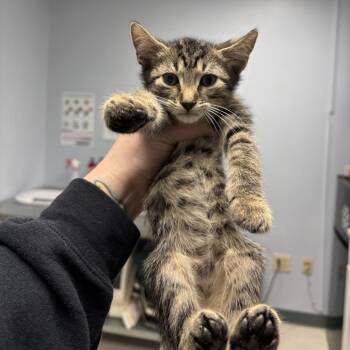 Radish -  Domestic Short Hair Cat for Adoption in Indianapolis, Indiana - Radish | PetCurious