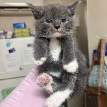 Rescue Domestic Short Hair Cats for Adoption in Pekin, Illinois - Mary | PetCurious