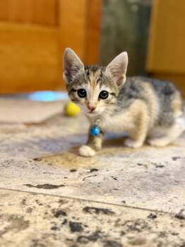 Domestic Short Hair and Torbie Cats Available for Adoption in San Jose, California - Baby Dune (bonded W/ Solstice) | PetCurious