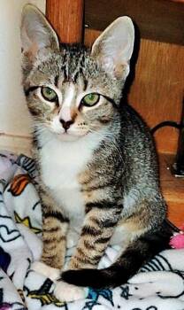 Rescue Tabby Cats for Adoption in Fresno, California - Astrid | PetCurious