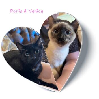 Rescue Siamese Cats for Adoption in Lakesite, Tennessee - Paris & Venice | PetCurious