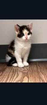 Domestic Short Hair Cats Available for Adoption in Lewis Center, Ohio - Dorothy (5 Galloway Survivors 1) | PetCurious