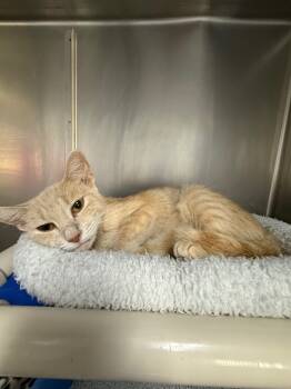 Rescue Domestic Short Hair Cats for Adoption in Albion, New York - Reba | PetCurious