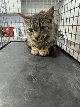 Domestic Short Hair Cats Available for Adoption in Sevierville, Tennessee - Sniffer | PetCurious