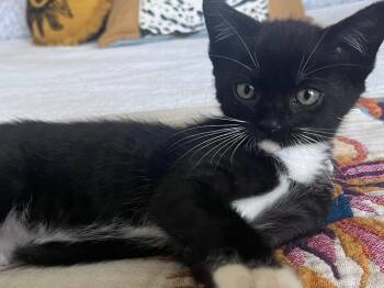 Ruby -  Domestic Short Hair Cat Available for Adoption in Oceanside, California - Ruby | PetCurious