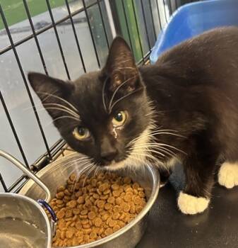 Rescue Domestic Short Hair Cats for Adoption in Anderson, Indiana - Lina | PetCurious