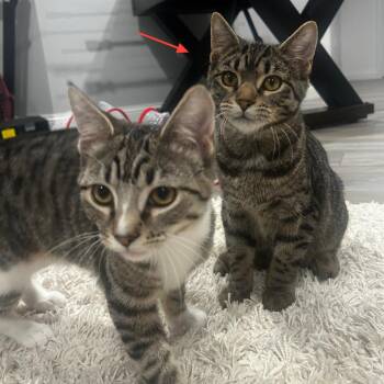 Semifreddo - Bonded to Bombolini -  Domestic Short Hair Cat for Adoption in Middleton, Wisconsin - Semifreddo - Bonded To Bombolini | PetCurious