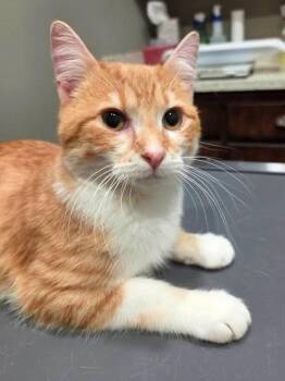 Domestic Short Hair Cats Available for Adoption in College Station, Texas - Bugsy | PetCurious