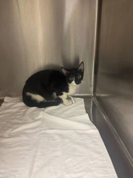 Rolo -  Domestic Short Hair Cat for Adoption in Sorrento, Louisiana - Rolo | PetCurious
