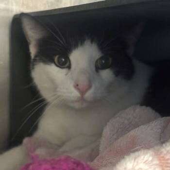 Tux -  Domestic Short Hair Cat for Adoption in Chicago, Illinois - Tux | PetCurious