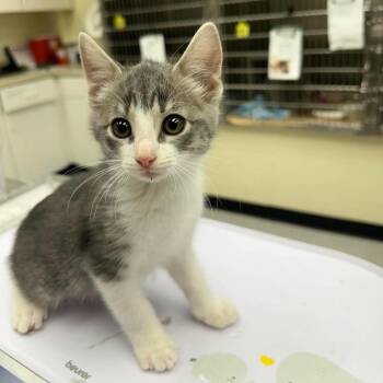 Manny -  Domestic Short Hair Cat for Adoption in Leander, Texas - Manny | PetCurious
