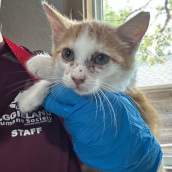 Rescue Domestic Short Hair Cats for Adoption in Bryan, Texas - 59805576 | PetCurious