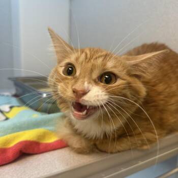 Domestic Long Hair Cats Available for Adoption in Pittsburgh, Pennsylvania - Ginger | PetCurious