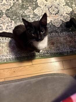 Buttons -  Domestic Short Hair Cat for Adoption in Grand Rapids, Michigan - Buttons | PetCurious