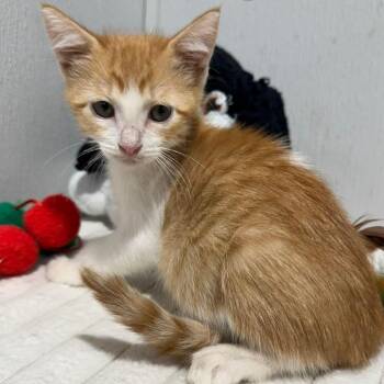 Toretto -  Domestic Short Hair Cat for Adoption in Tampa, Florida - Toretto | PetCurious