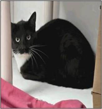Domestic Short Hair Cats Available for Adoption in Albuquerque, New Mexico - FLIP FLOP | PetCurious