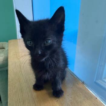 Astros -  Domestic Short Hair Cat for Adoption in Marion, Virginia - Astros | PetCurious