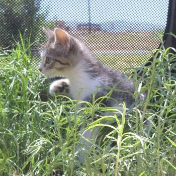 Amile (26-2G-2) -  Domestic Short Hair Cat for Adoption in Rifle, Colorado - Amile (26-2G-2) | PetCurious