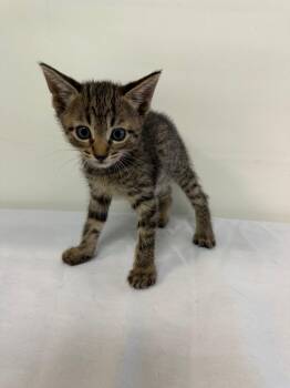 MARIANO -  Domestic Medium Hair Cat for Adoption in Margate, Florida - MARIANO | PetCurious