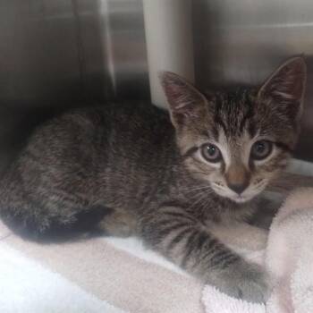 JIMMY JOHN -  Domestic Short Hair Cat for Adoption in Alameda, California - JIMMY JOHN | PetCurious