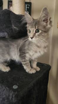 Chili -  Domestic Medium Hair Cat for Adoption in Kirklin, Indiana - Chili | PetCurious