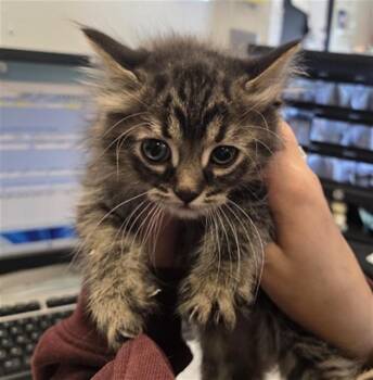 Domestic Long Hair Cats Available for Adoption in Casper, Wyoming - BROOKS | PetCurious