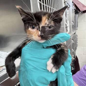 Carrie -  Domestic Short Hair Cat for Adoption in Auburn, Alabama - Carrie | PetCurious