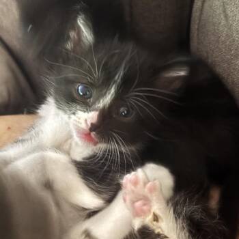 Domestic Short Hair Cats Available for Adoption in Los Angeles, California - Winsome | PetCurious