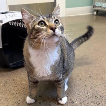 Domestic Short Hair Cats Available for Adoption in Keizer, Oregon - Mr. Monopoly | PetCurious